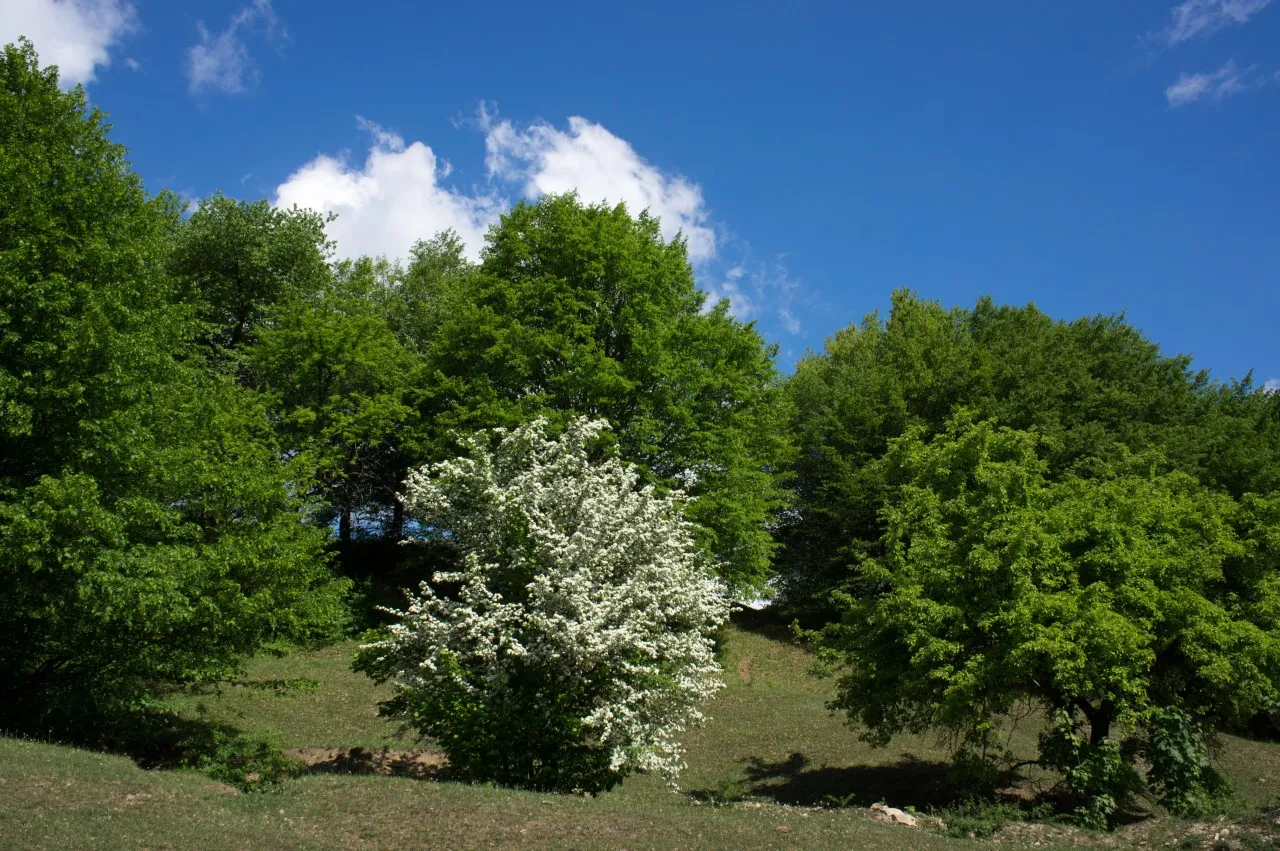 A green spring meadow with a white flowering tree and beech woods behind it.